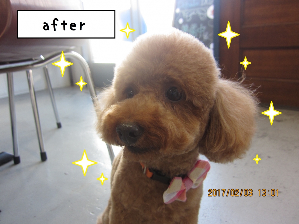 おすましトイプードル