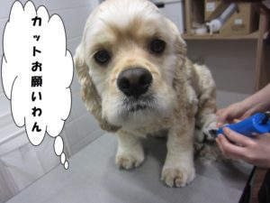 カット前コッカー