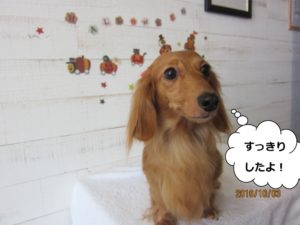 施術後ミニチュアダックス