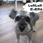 おすましMシュナ