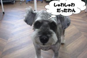 おすましMシュナ