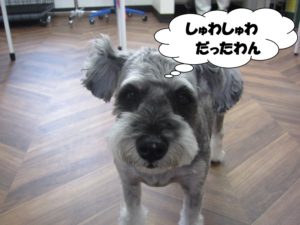 おすましMシュナ