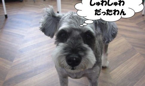 おすましMシュナ