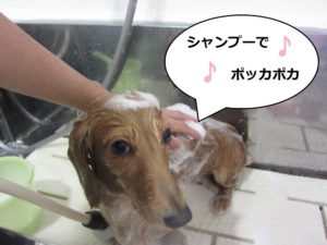 シャンプー中ミニチュアダックス