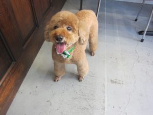 施術後トイプードル