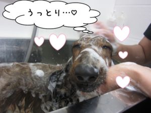 シャンプー中ミニチュアダックス