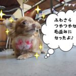 えっへんチワワ