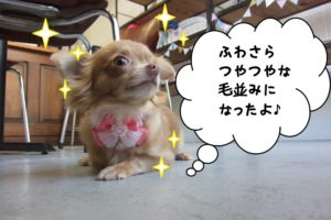 えっへんチワワ