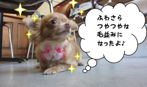 えっへんチワワ