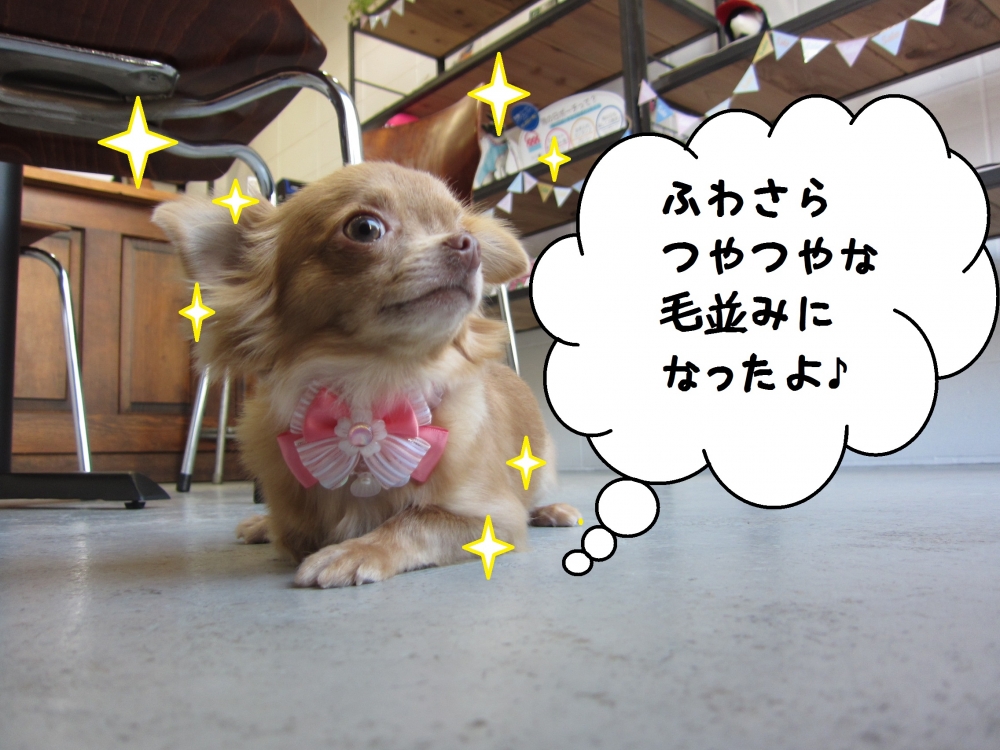 えっへんチワワ