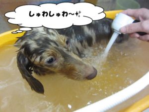 スパ中ミニチュアダックス