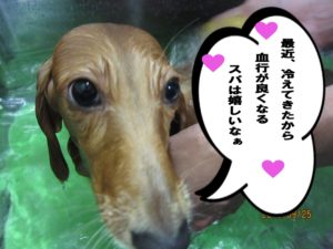 スパ中ミニチュアダックス