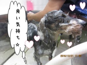 シャンプー中ミニチュアダックス