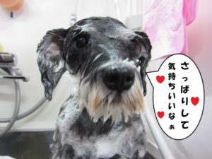 シャンプー中Mシュナ