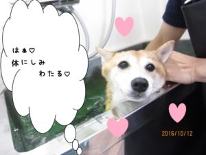スパ中柴犬