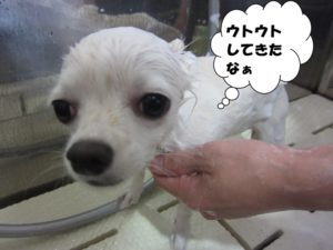 シャンプー中チワワ