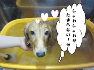 スパ中ミニチュアダックス