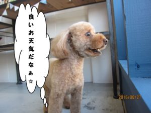 カット後トイプードル