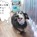 チョーカーミニチュアダックス