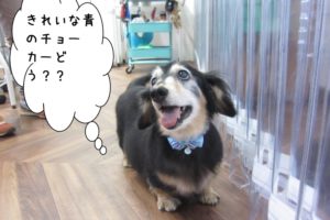 チョーカーミニチュアダックス