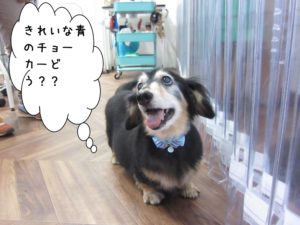 チョーカーミニチュアダックス