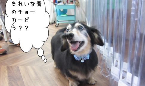 チョーカーミニチュアダックス