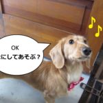 おりこうさんミニチュアダックス