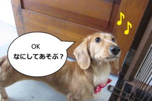 おりこうさんミニチュアダックス