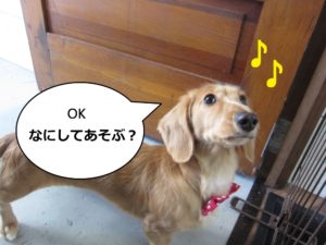 おりこうさんミニチュアダックス