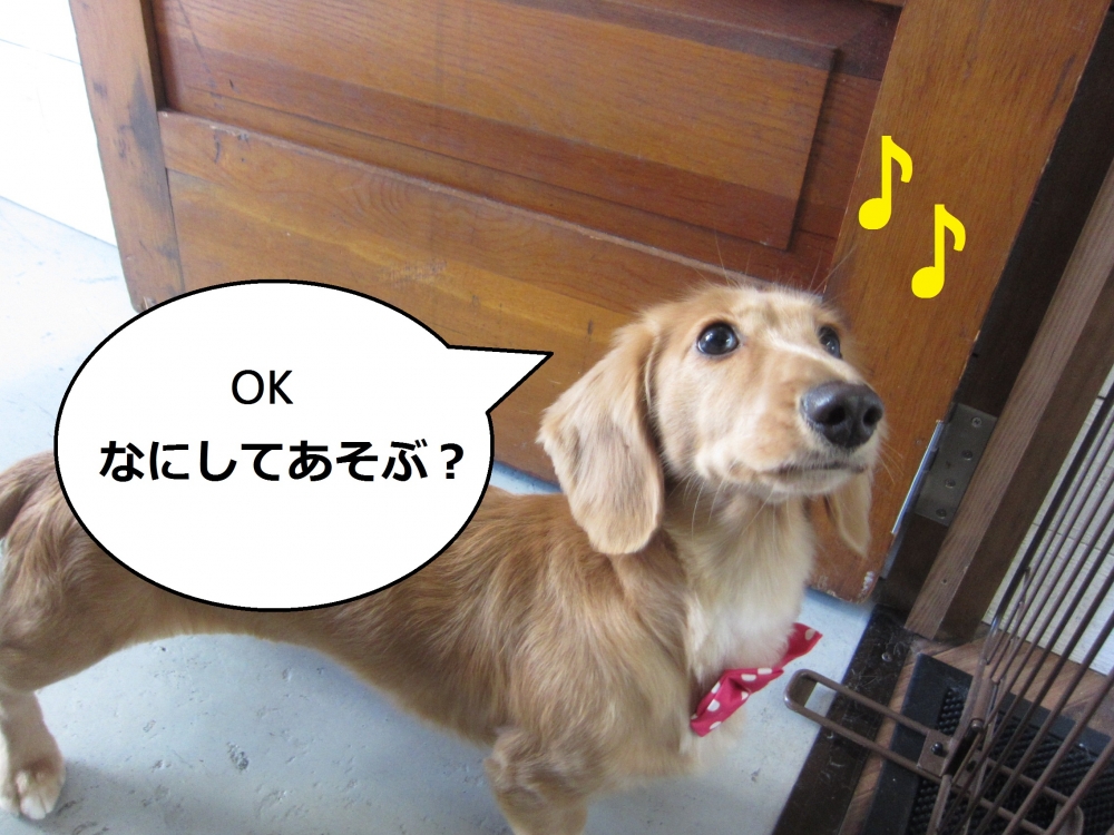 おりこうさんミニチュアダックス