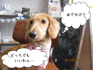 施術後ミニチュアダックス