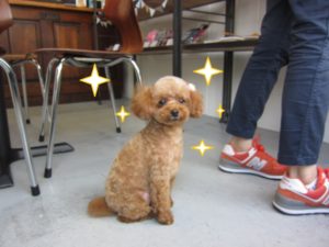 施術後トイプードル