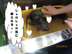 スパ中ミニチュアダックス