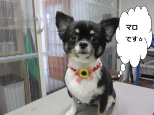 カット前チワワ