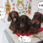 仲良しミニチュアダックス