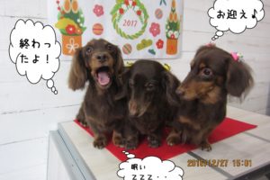 仲良しミニチュアダックス