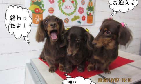 仲良しミニチュアダックス