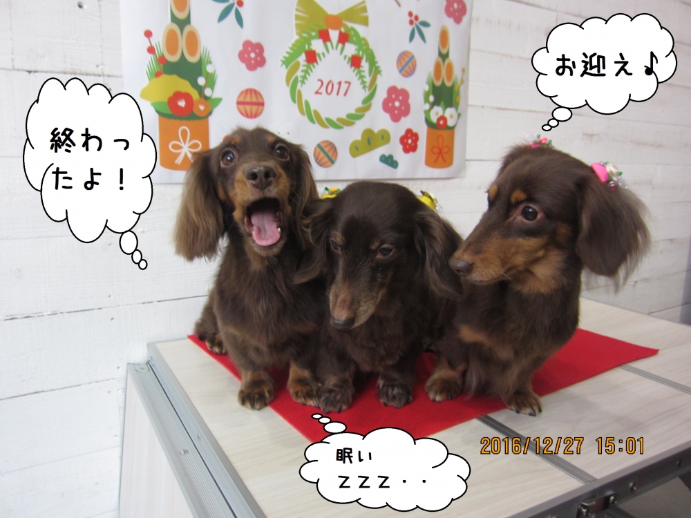 仲良しミニチュアダックス