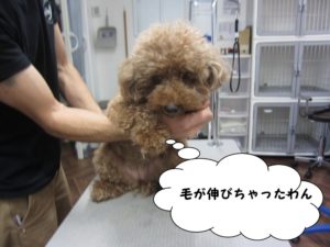 カット前トイプードル