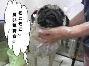 シャンプー中パグ