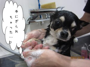 シャンプー中チワワ