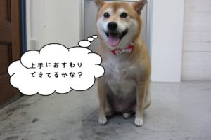 おすわり柴犬