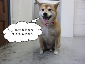 おすわり柴犬
