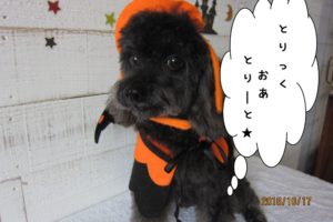 ハロウィントイプードル