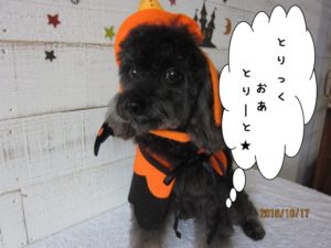 ハロウィントイプードル