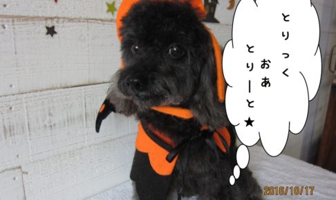 ハロウィントイプードル