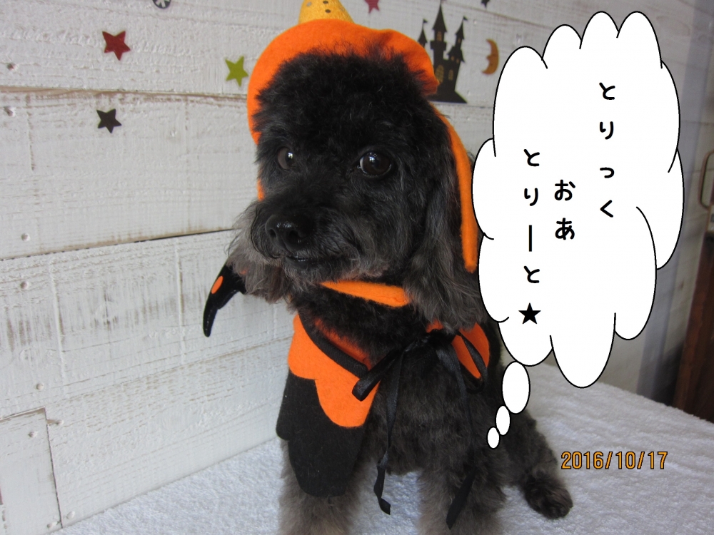 ハロウィントイプードル