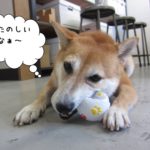 おもちゃで遊ぶ豆柴