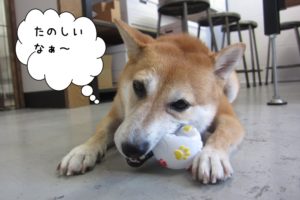 おもちゃで遊ぶ豆柴