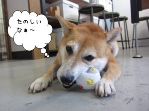おもちゃで遊ぶ豆柴